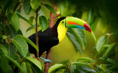 Costa Rica wildlife. Toucan sitting on the branch in the forest, green vegetation. Nature travel holiday in central America. Keel-billed Toucan, Ramphastos sulfuratus. Wildlife from Costa Rica