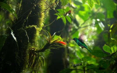 Colibrì nella foresta pluviale del Costa Rica