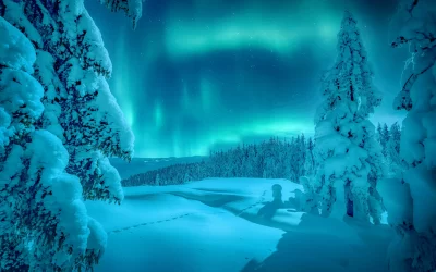 Incredible winter landscape with Northern lights (Aurora Borealis) frosty pine tree under sunlight at sunset.