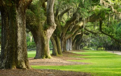 a row of old oak tree from a plantation near Charleston, south carolina
