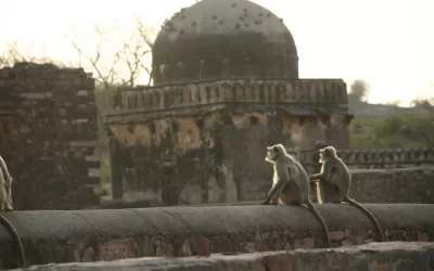 Hanuman langur on temple ruins, Ranthambore National Park, Rajasthan, India