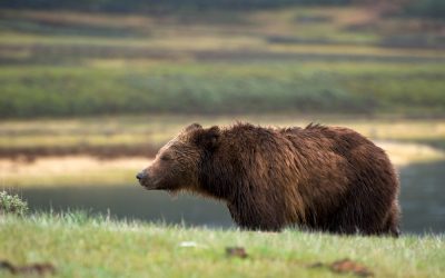 Viaggio Yellowstone Stati Uniti Wyoming