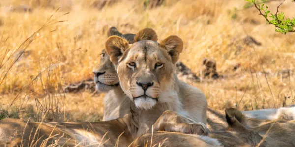 Sudafrica