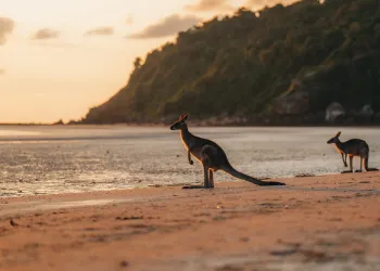 Wallaby sulla spiaggia all'alba nel Parco Nazionale di Cape Hillsborough, Mackay (Queensland, Australia).