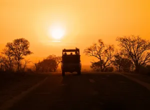 Sagoma Parco Nazionale Kruger, Sudafrica